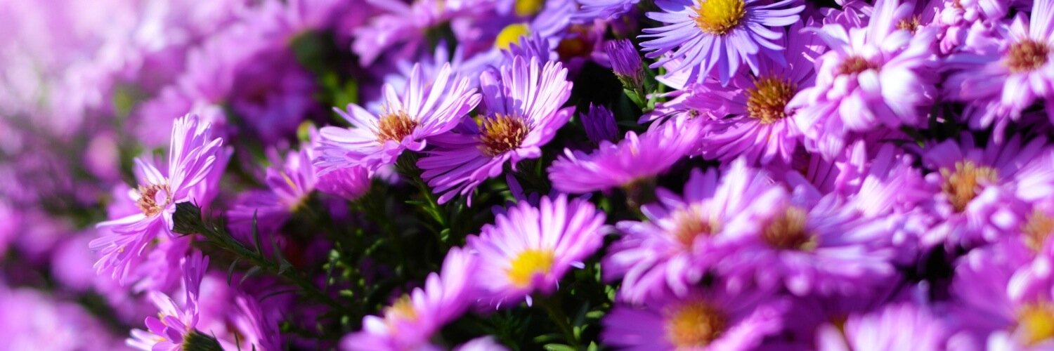 Stimuflori's profile banner image