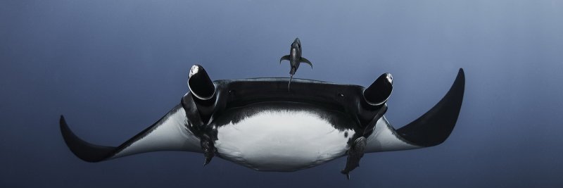 Paullesian's profile banner image