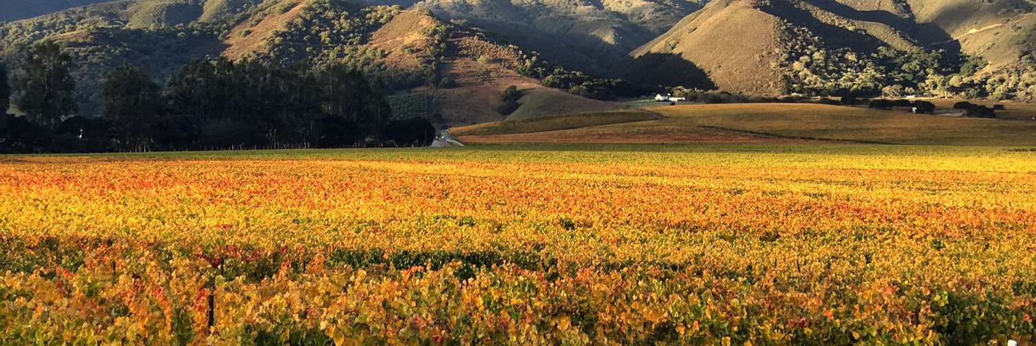 caraccioliwines's profile banner image