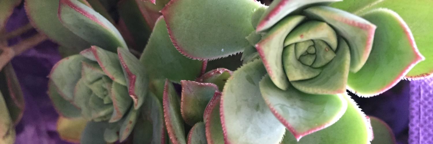 Julie_Roether's profile banner image