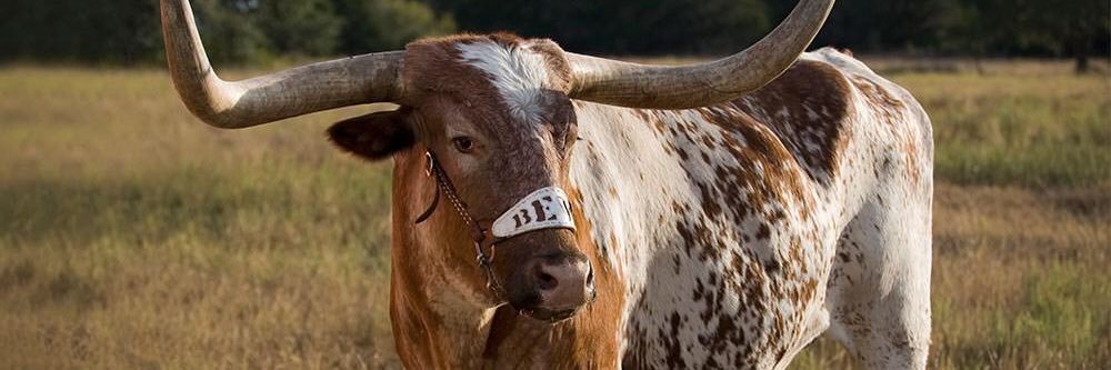 Texas1210's profile banner image