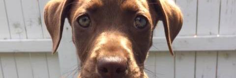 3Hearts4PawsAR's profile banner image