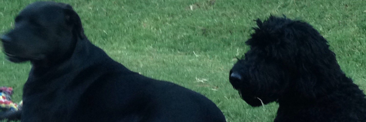 Loridfree's profile banner image