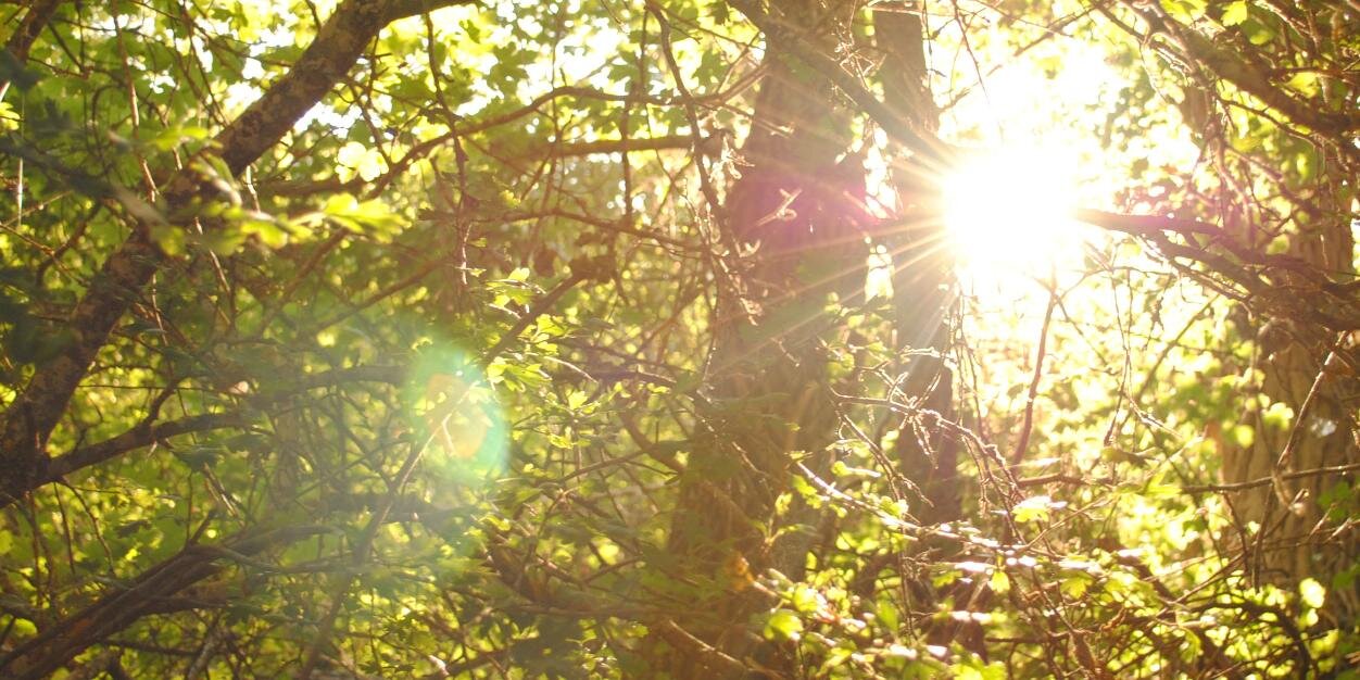 sarabj96's profile banner image
