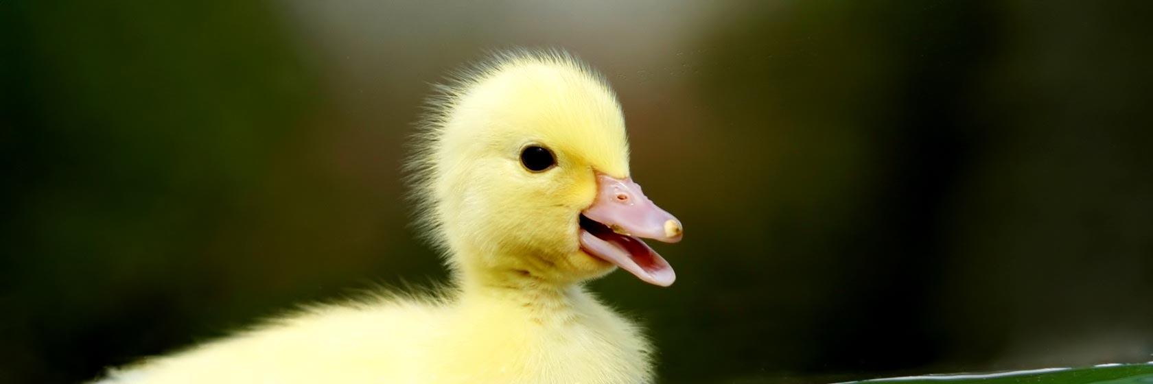 Polka Service banner