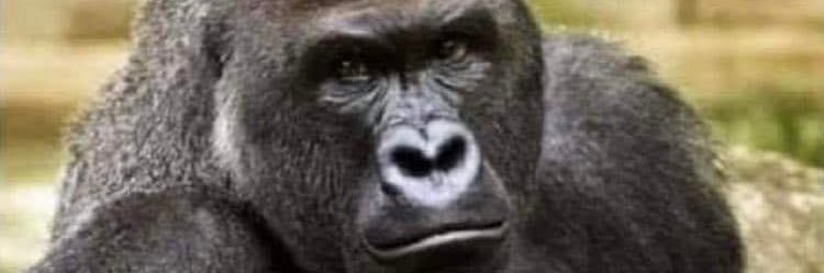 lemonysnicket banner