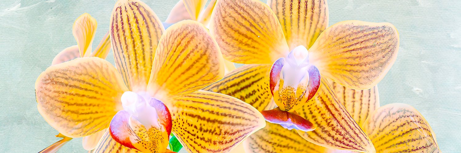 fotofrieze's profile banner image