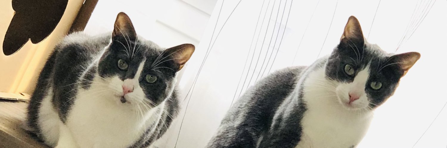 shimoony's profile banner image
