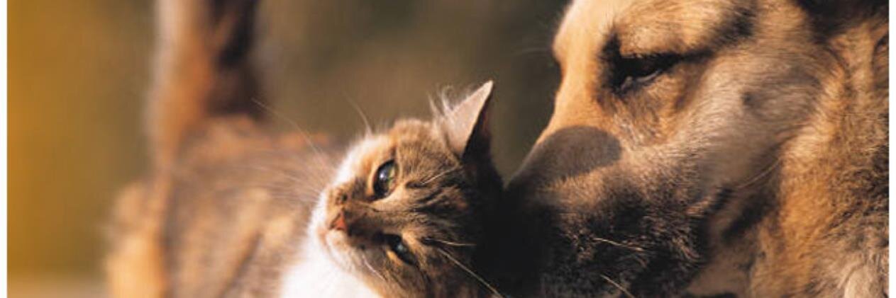AlgonquinAnimal's profile banner image