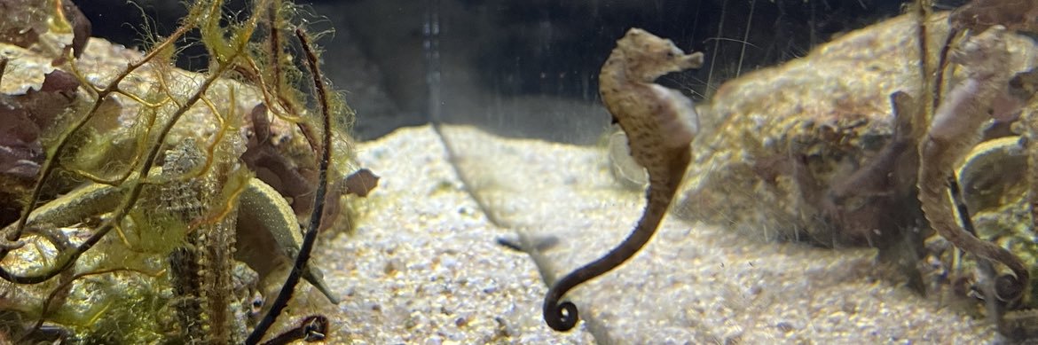 タツノオトシゴ banner
