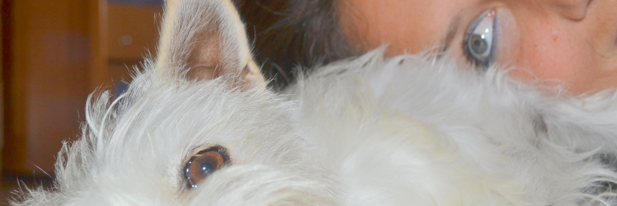 lauflauta's profile banner image