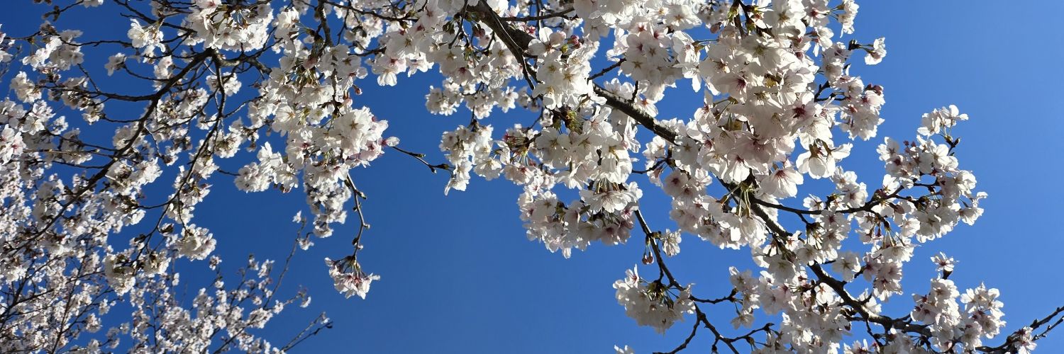 simomu52's profile banner image
