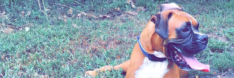 Mandy Laddish banner