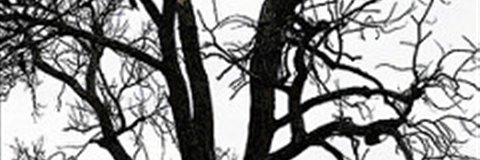 Lisa DK banner