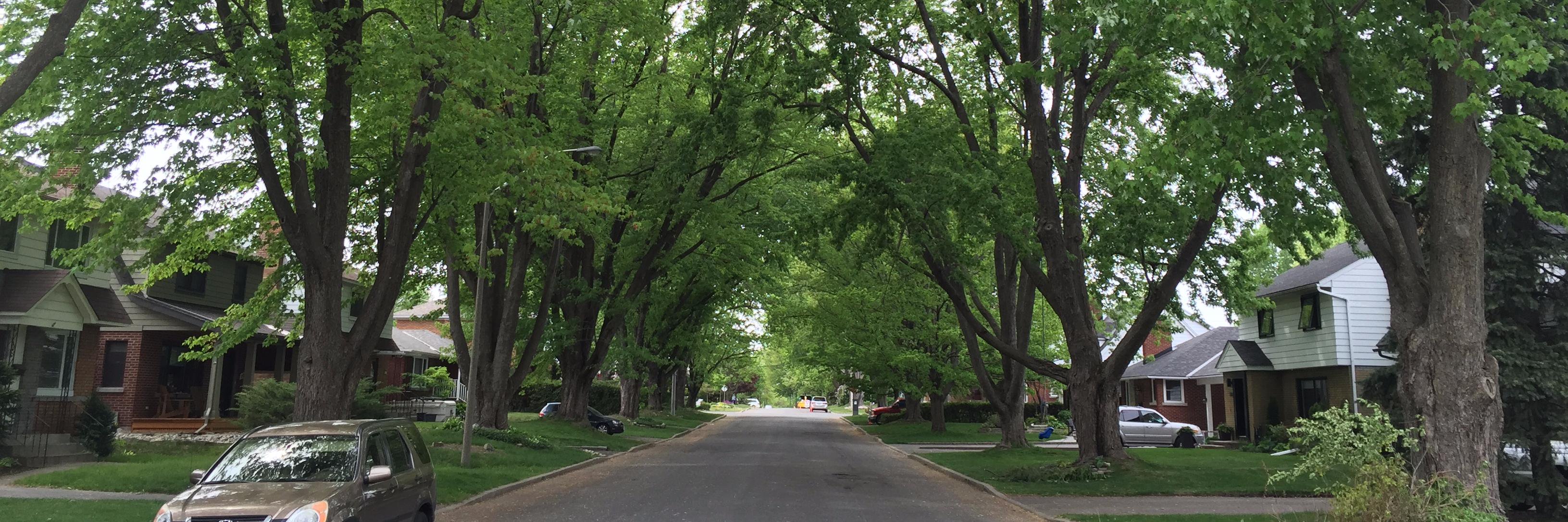 DendronForestry's profile banner image