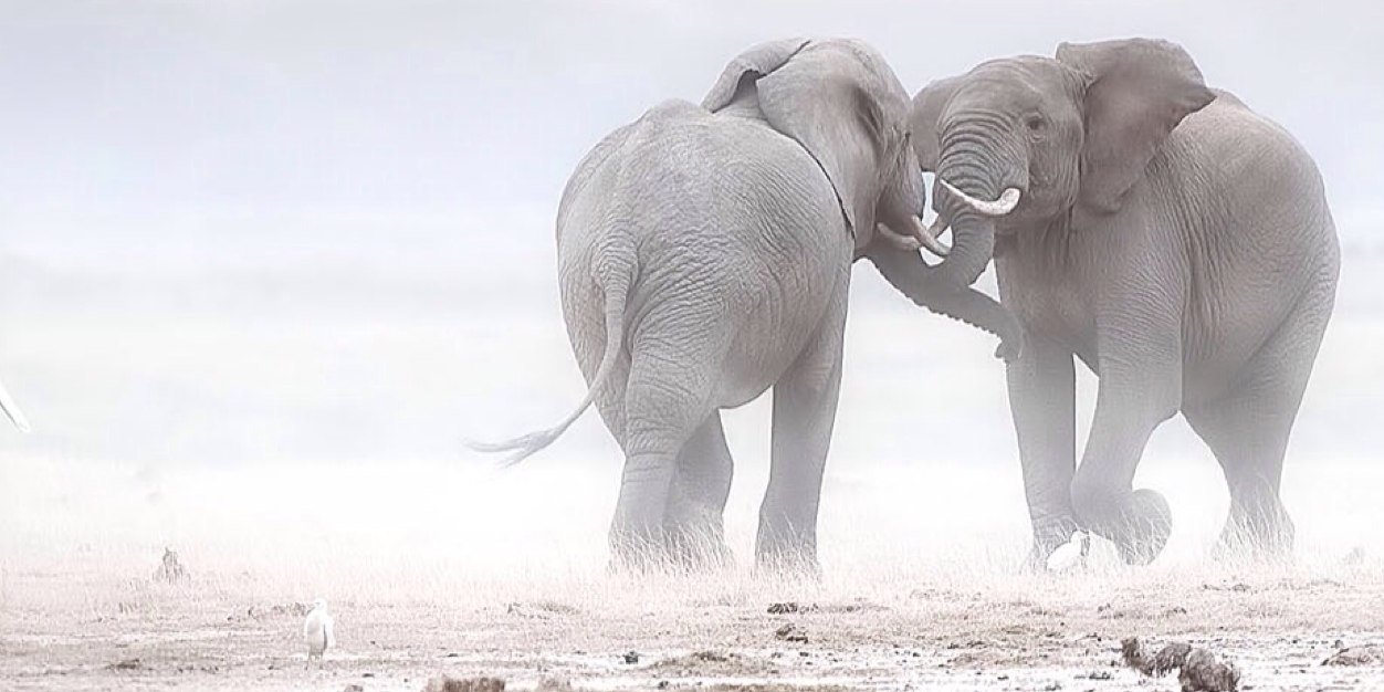 Sign4Elephants's profile banner image