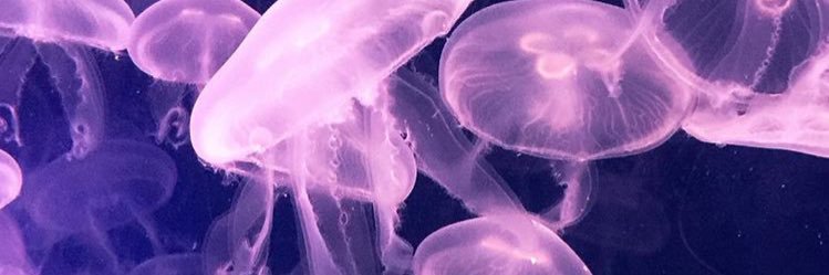 sandraacortes2's profile banner image