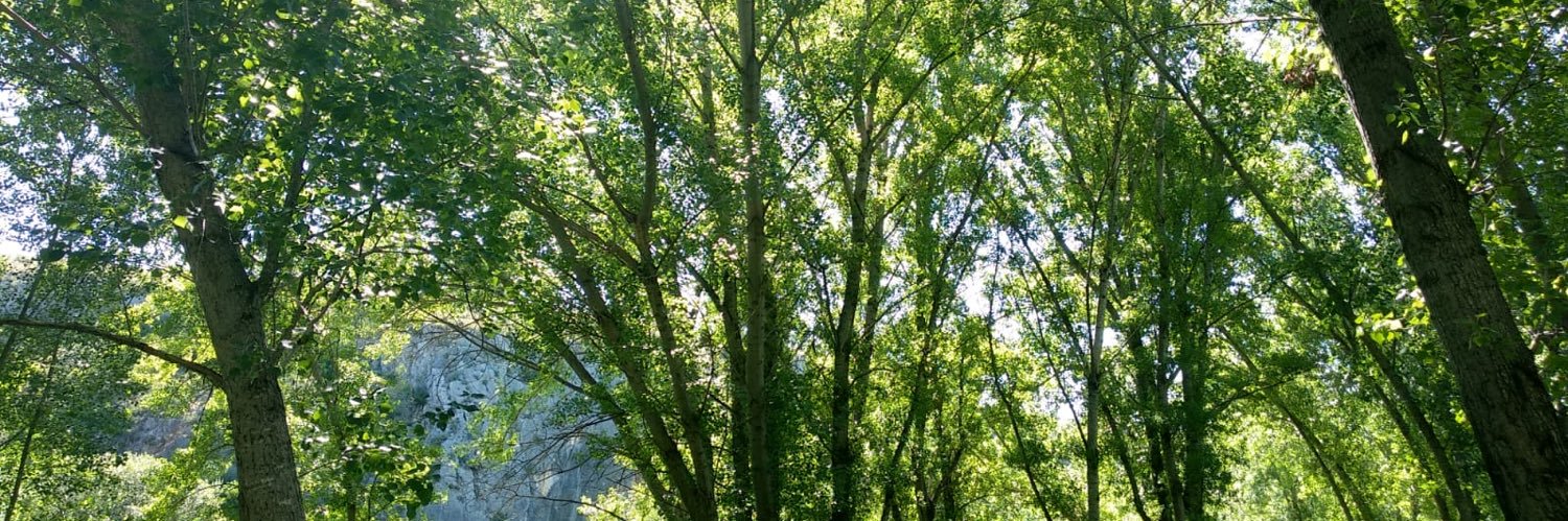 Susana Navarro banner