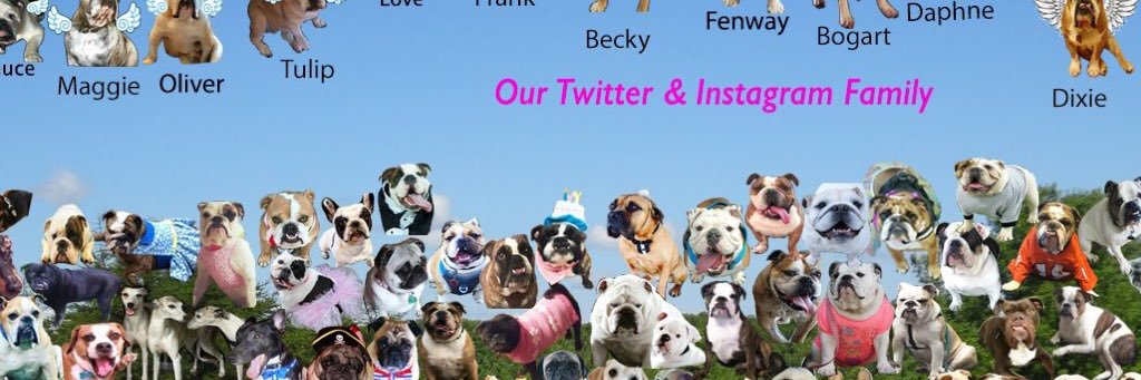 Winnie the bulldog banner