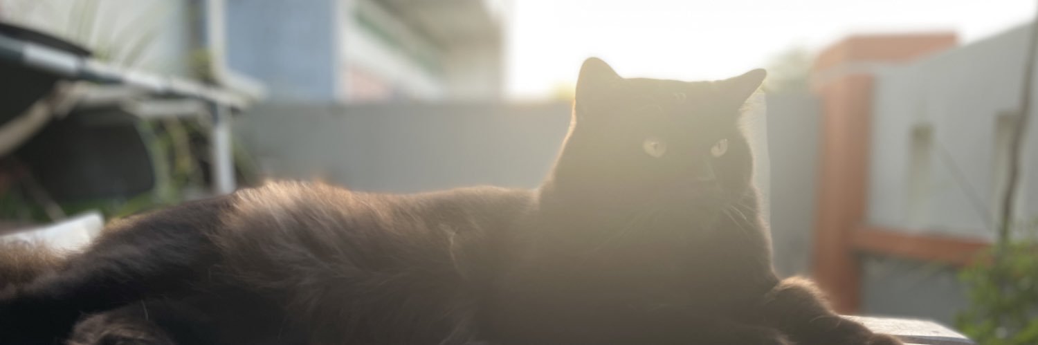 blackcat banner