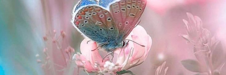 Laynie 🐝 Poison Me Daddy banner