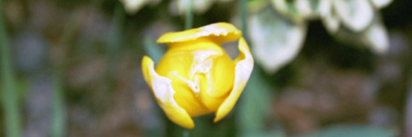 Death Becomes Him banner