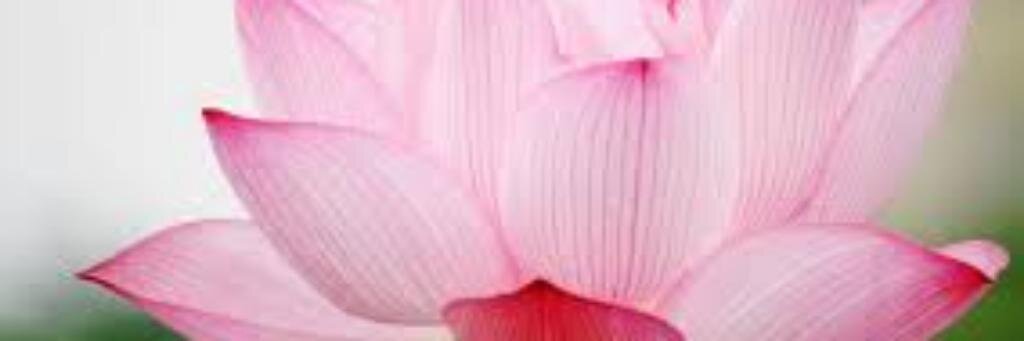 Ellysilvaneto's profile banner image