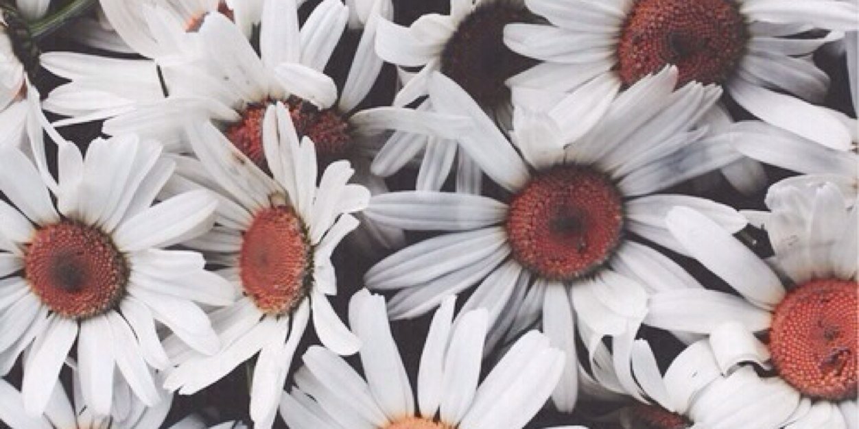 LilyCollinsACH's profile banner image