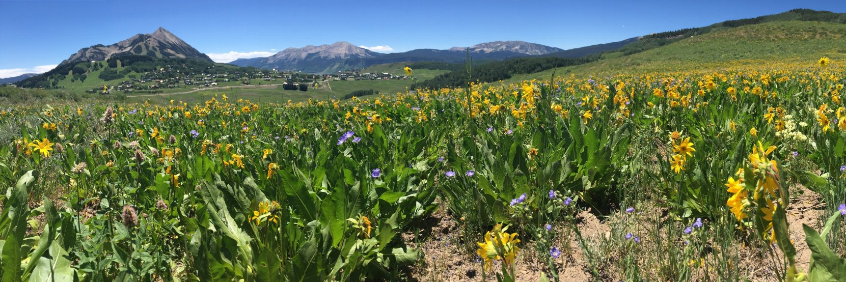 Stephen Andon banner