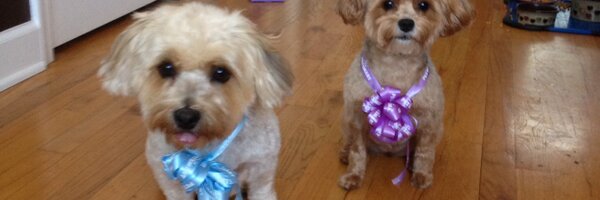 WalesJamie Profile Banner