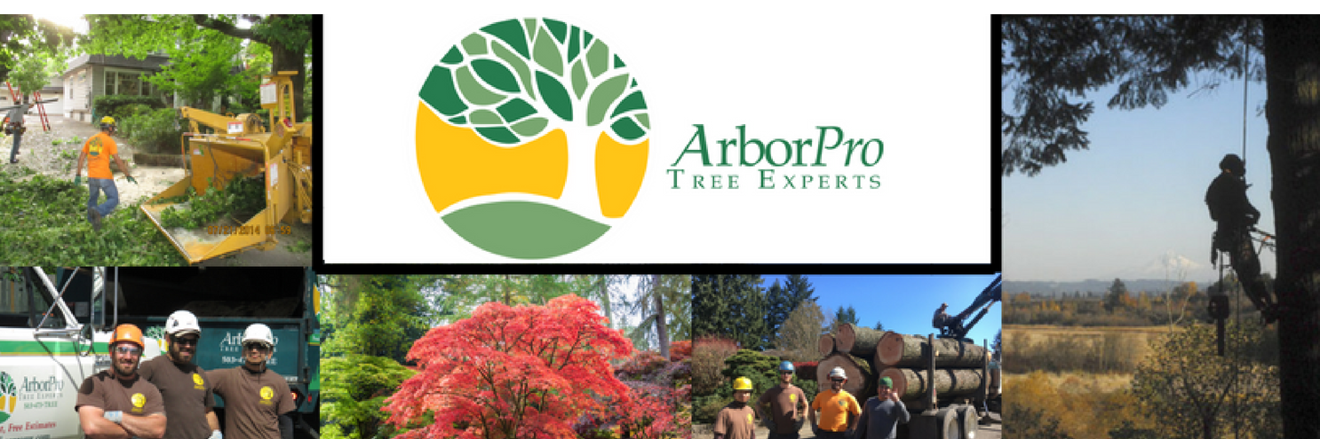 ArborPro Tree Expert (@arborpronw) / Posts / X