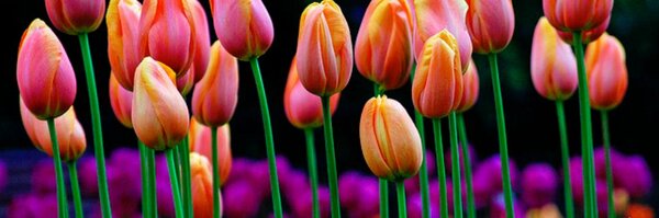 StacyCloyd Profile Banner