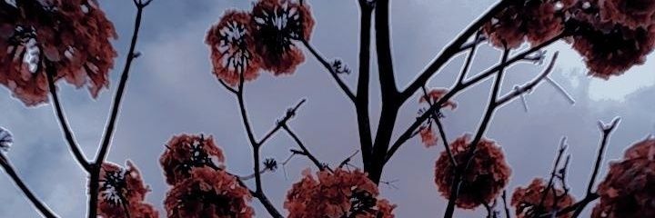 Silvis1815's profile banner image