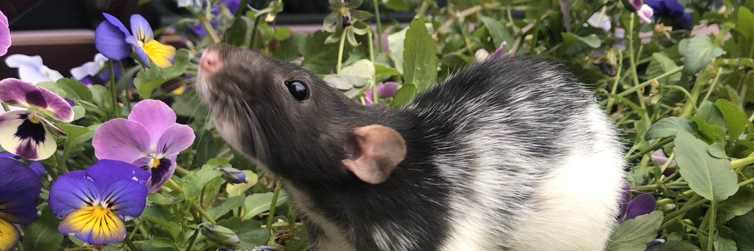 damnnmaggie's profile banner image