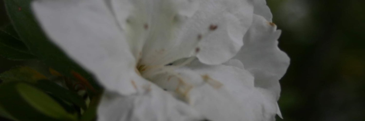 kalirogerss's profile banner image