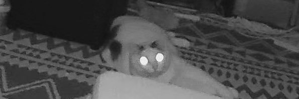 阿部大輔　バス歌手/尺八・篠笛演奏家 banner