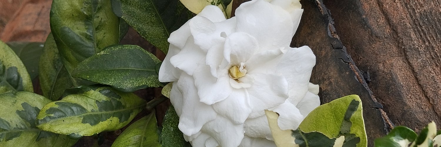 michael_basilC's profile banner image