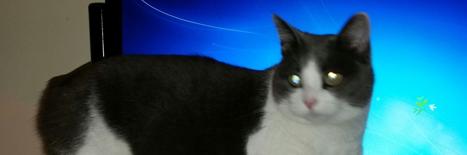 QueenMiaCat's profile banner image