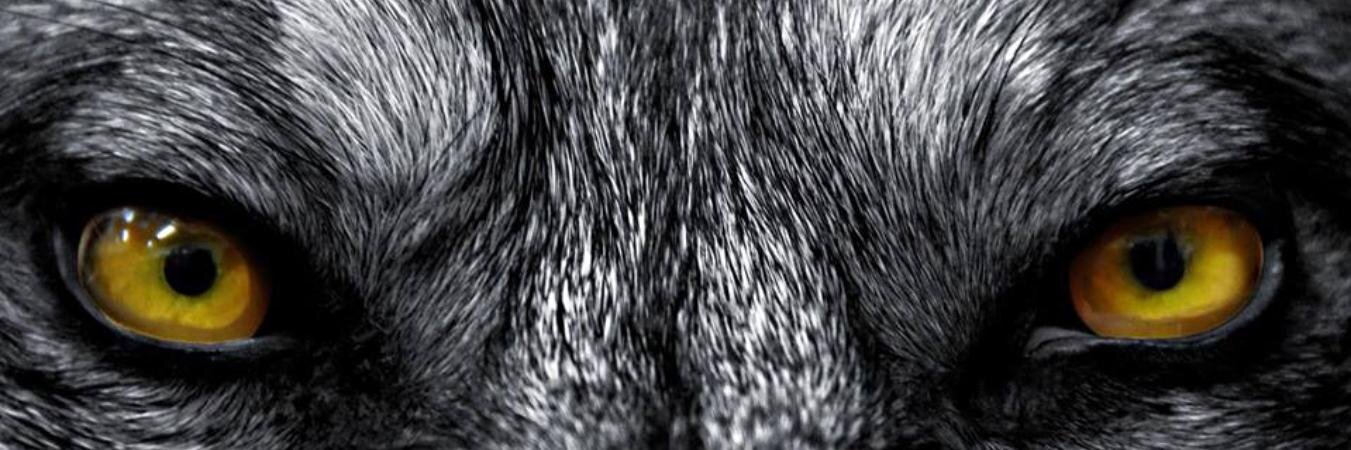 neo7s's profile banner image