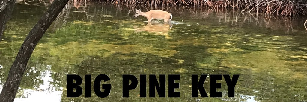 Pointmansdaught's profile banner image
