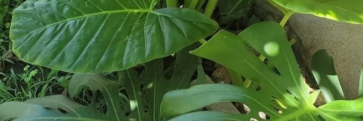 Smiler_Marooner's profile banner image