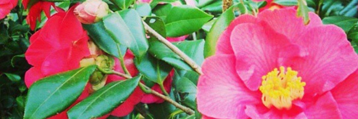chari_a_car's profile banner image