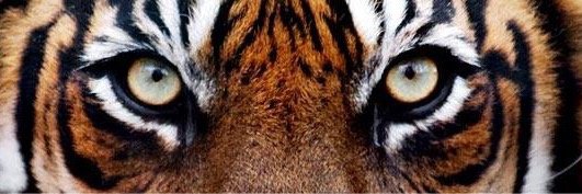 T4TRIT's profile banner image