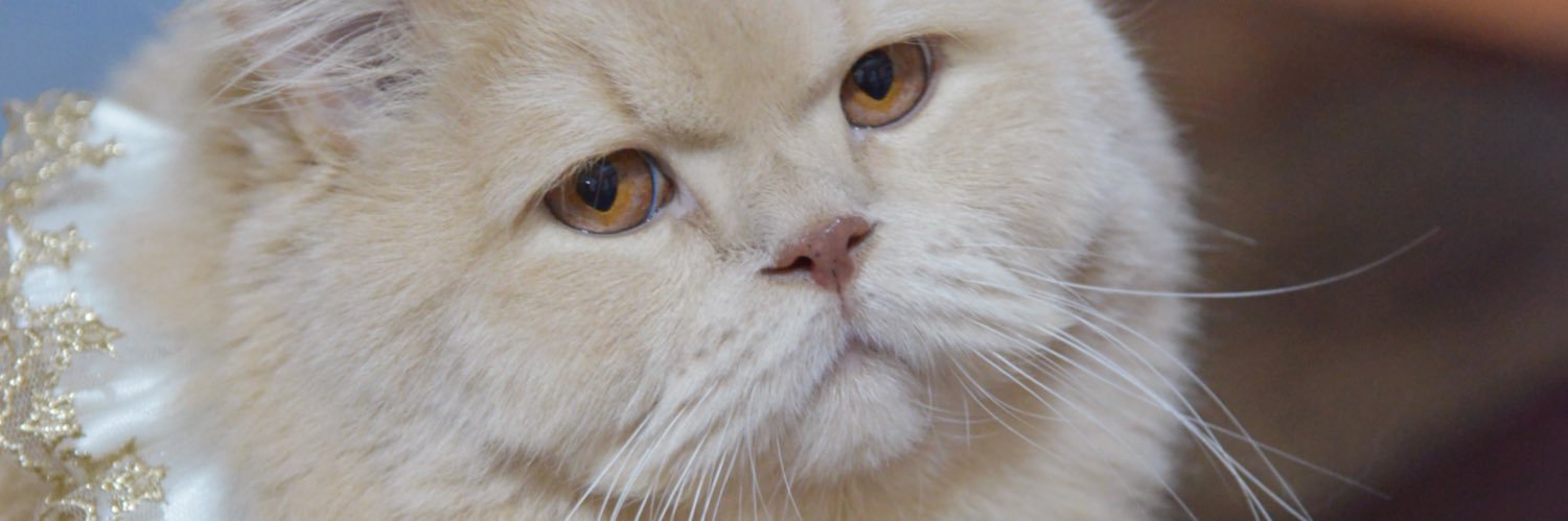 Mixiu_vicky's profile banner image