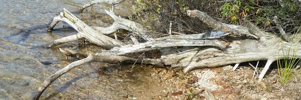 WpgLoganberries Profile Banner