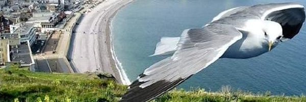 RezaSensourfree Profile Banner