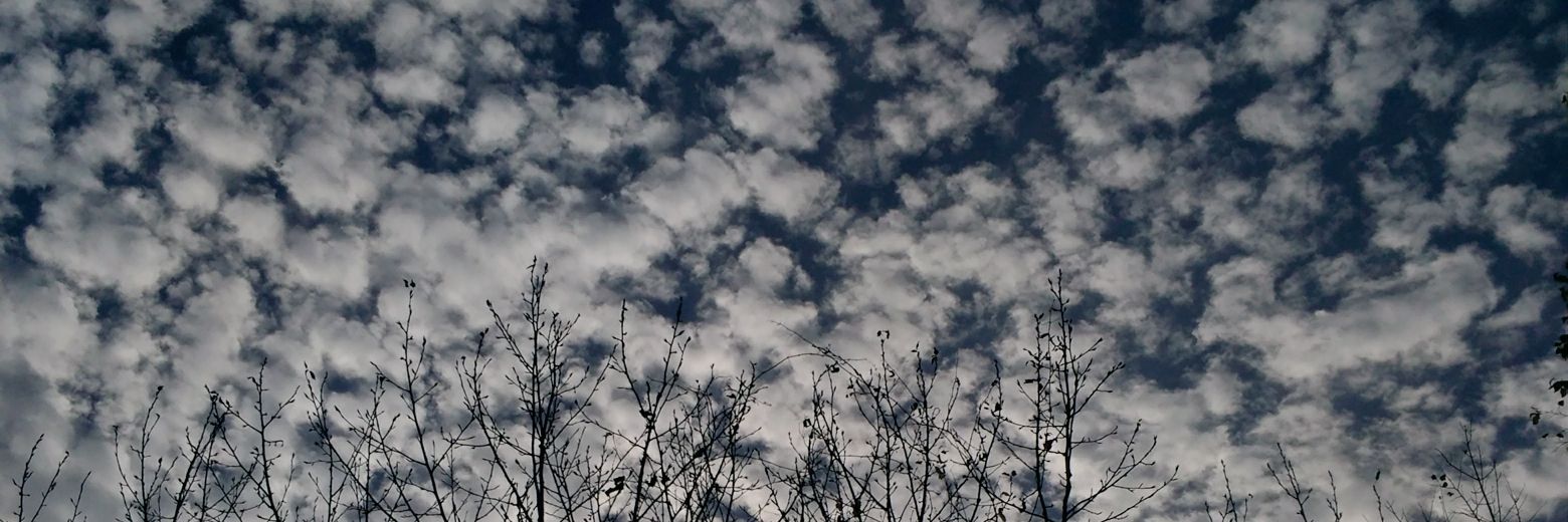 🍁Dizzy Diane🍁 banner