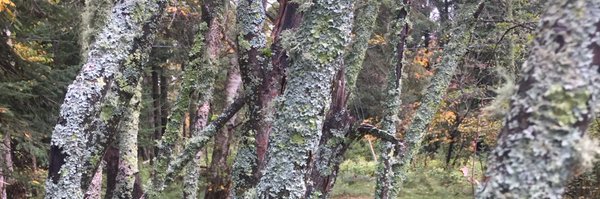 candeebee Profile Banner