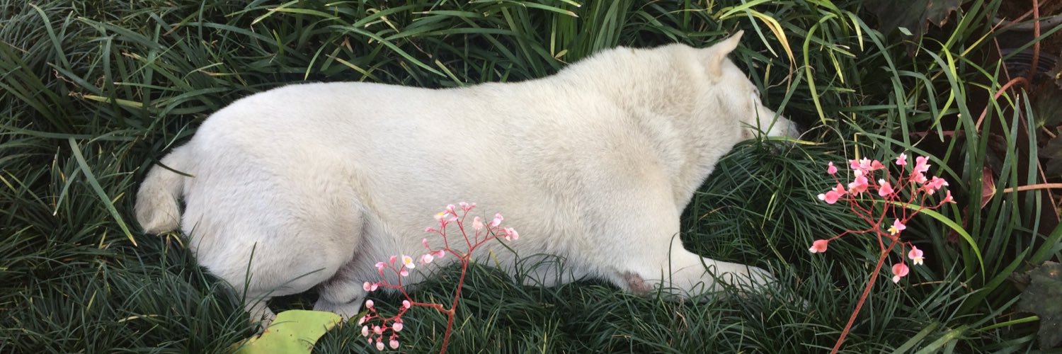 Kuilterly's profile banner image