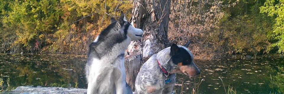 butfordogs's profile banner image